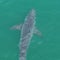 Large great white shark spotted near Maine beaches