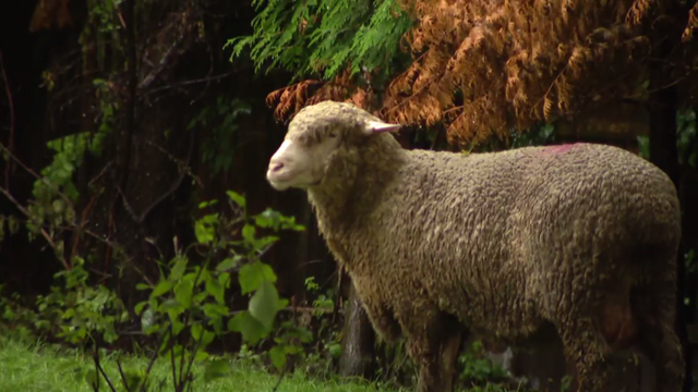 west-loop-sheep-2.png 