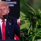 Trump considering marijuana reclassification