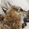 Rabbits in Colorado are sprouting "horns." Here's why.