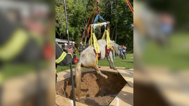 Baltimore County Horse Rescue