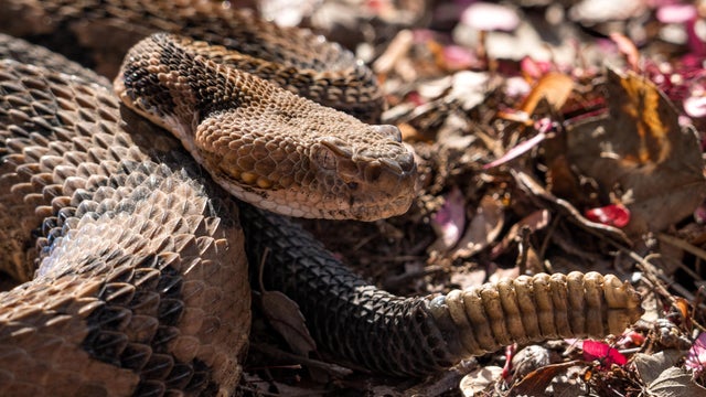 U.S. Fish And Wildlife Service Tells Georgia Mining Company They Can Not Tap Water That Feeds Okefenokee Swamp Wildlife Refuge 