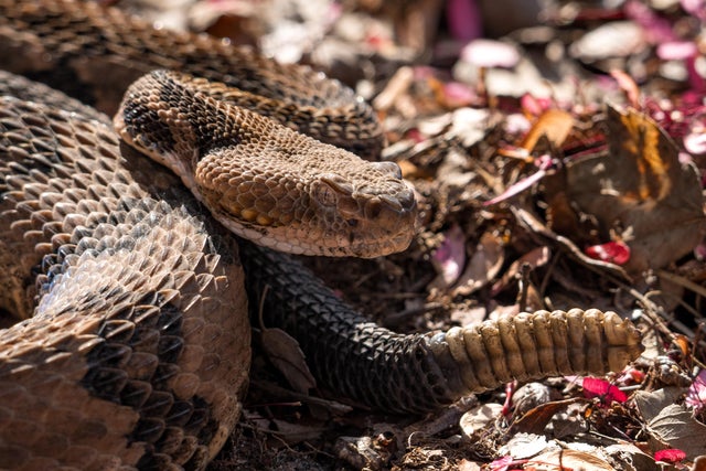 U.S. Fish And Wildlife Service Tells Georgia Mining Company They Can Not Tap Water That Feeds Okefenokee Swamp Wildlife Refuge 