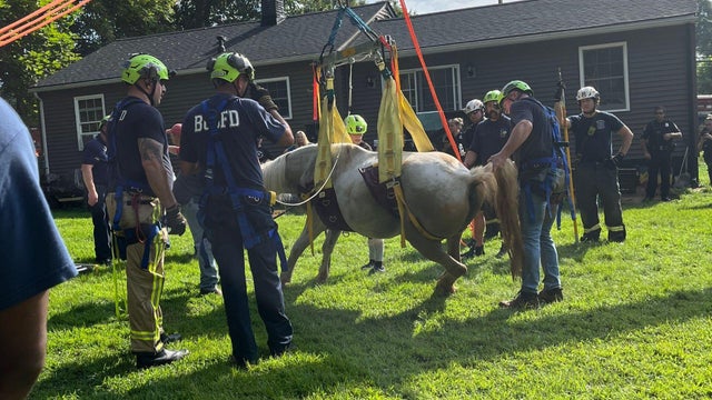 Baltimore County Horse Rescue Maryland 