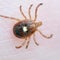 Death in N.J. believed to be 1st linked to meat allergy spread by ticks