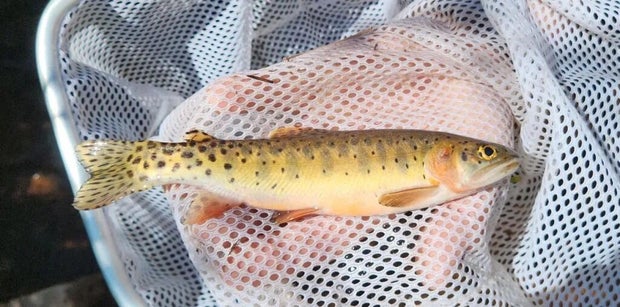 green-lineage-colorado-river-cutthroat-trout.jpg 
