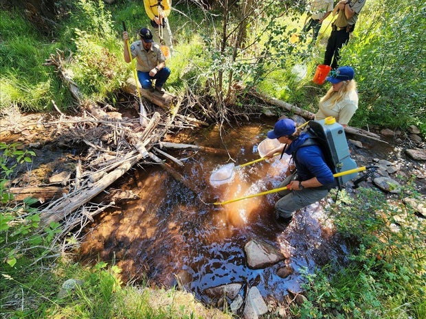 cpw-aquatic-biologist-kade-jackson-electrofishes-while-aquatic-technician-kennedy-perry-holds-a-net-to-collect-fish.jpg 