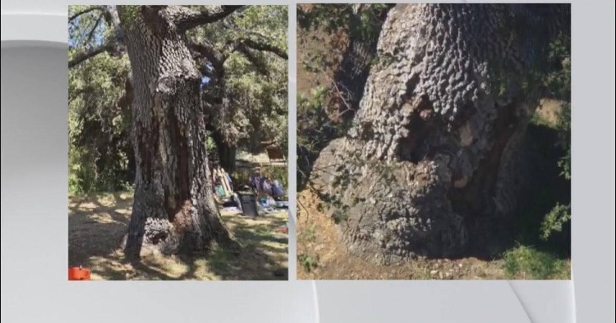 Records show officials knew about tree decay before branch fell and ...