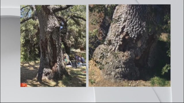 comparison-pics.jpg 