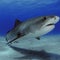 U.S. tourist attacked by a shark while spearfishing in the Bahamas