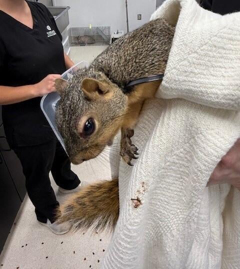 zip-tied-squirrel.jpg 