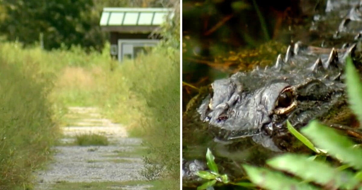 Alligator bites Florida woman during hiking trail attack, officials say
