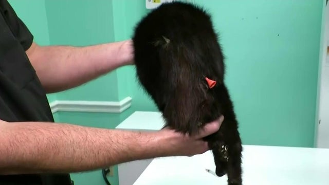 dart-cat.jpg 