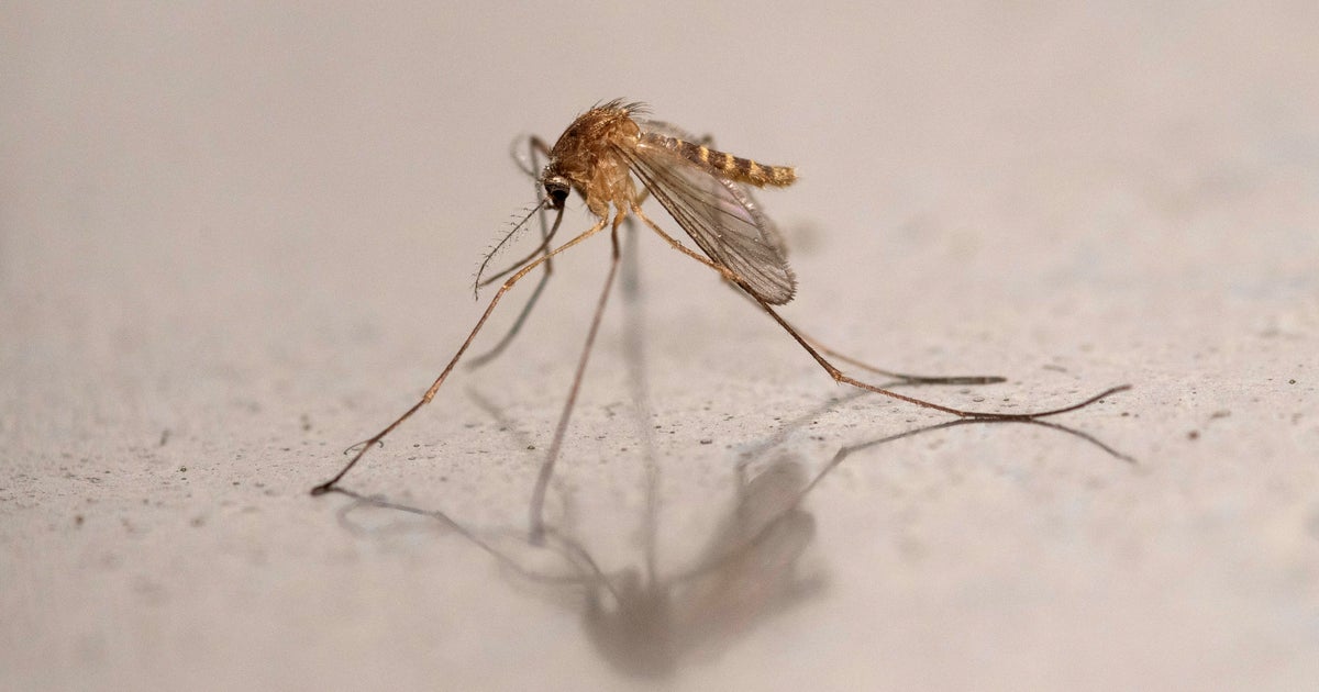 N.J. health officials investigate possible malaria case in person who didn't travel 