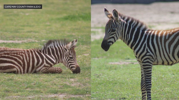 cape-may-county-zoo-zebras.jpg 