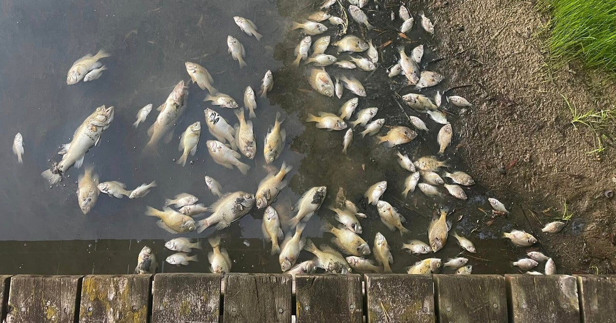 Rancid odors fill the air in Gages Lake after hundreds of fish die 