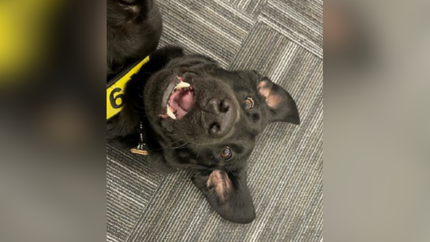 kdka-steeler-tsa-cutest-canine-contest.png 