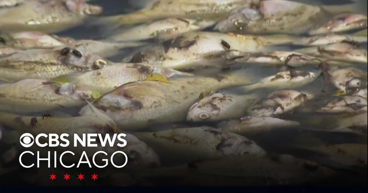 Rancid odors accompany fish kill at Gages Lake - CBS Chicago