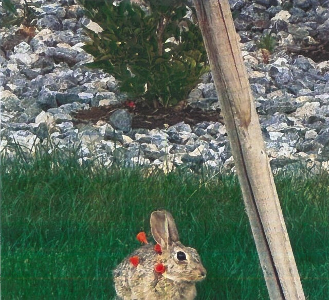 blow-dart-rabbits-aurora-animal-control-3.jpg 