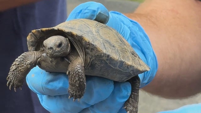 16pkg-js-zoo-baby-tortoises-transfer-frame-1801.jpg 