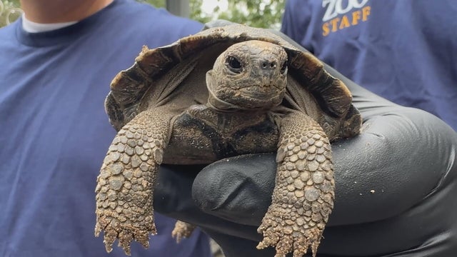 16pkg-js-zoo-baby-tortoises-transfer-frame-1424.jpg 