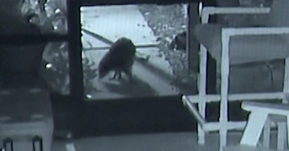 Caught on video: Florida homeowner discovers 8 raccoons invading Merritt Island home