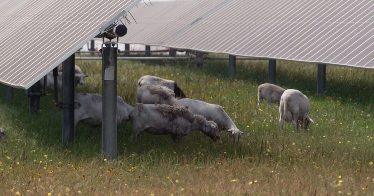 Texas farmer finds profit grazing sheep on solar farms 