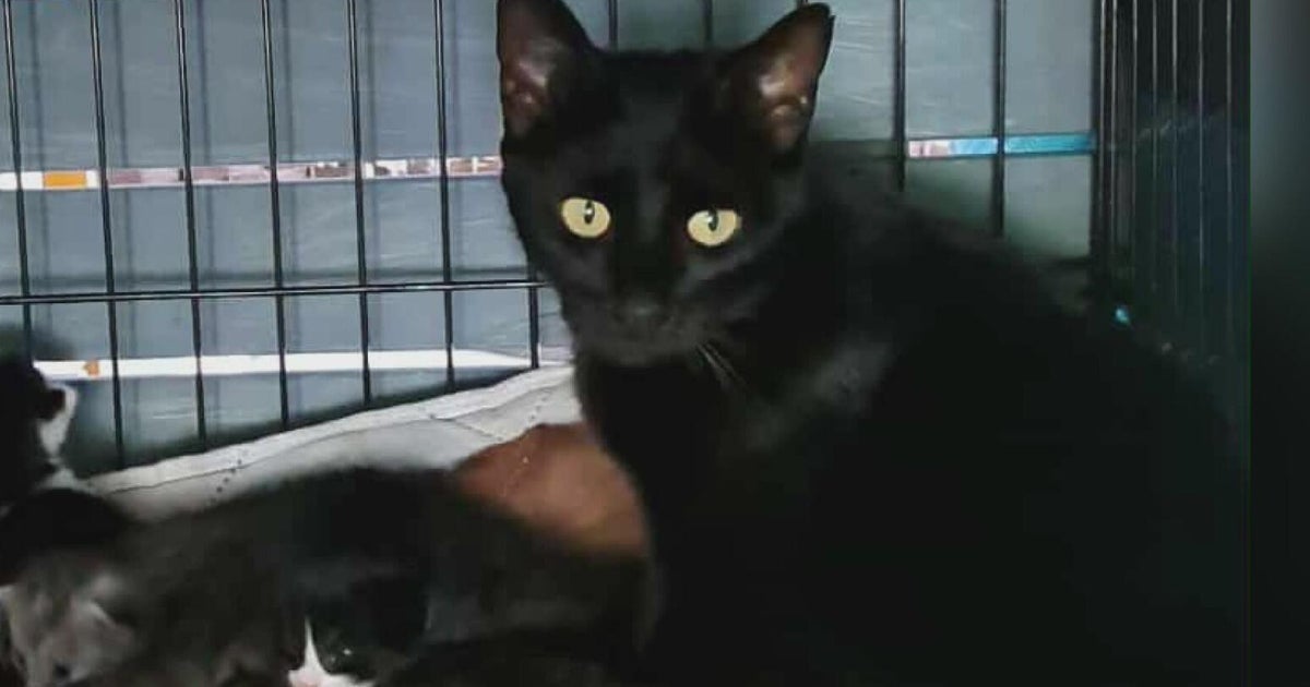 Neighbors want answers after cat shot and paralyzed in Pittsburgh 