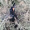 Fire burning in one of the tallest trees in the world, Oregon crews trying to extinguish it