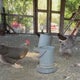 Sonoma animal sanctuaries overwhelmed as rooster dumping hits record highs 