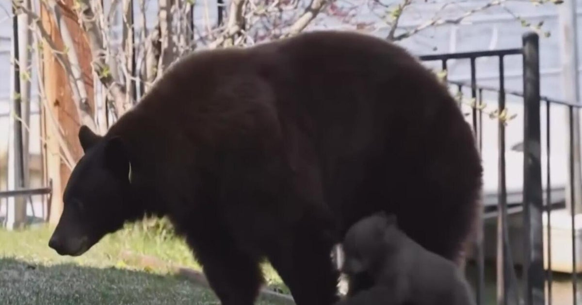 Mother bear, cub causing controversy and concerns in South Lake Tahoe