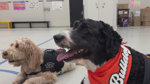 brighton-area-schools-therapy-dogs.jpg 