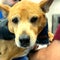 An anti-aging pill for dogs?