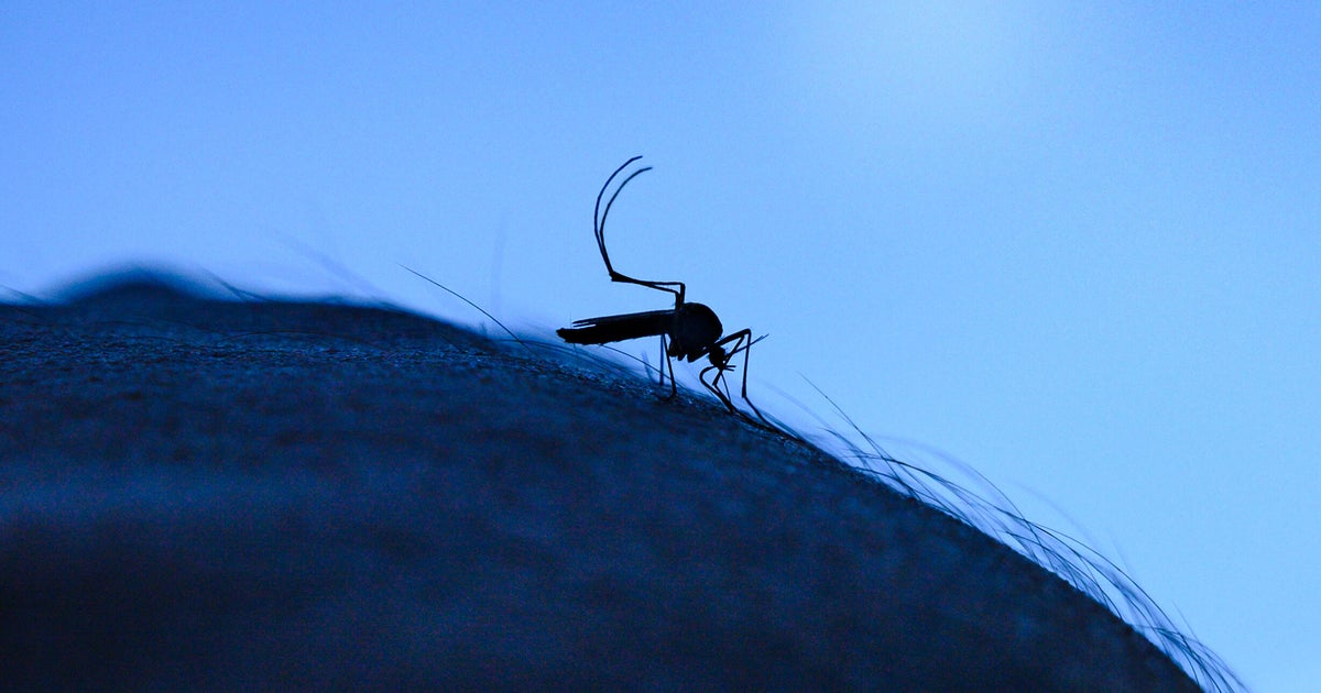 Pittsburgh wildlife center sees uptick in birds showing signs of West Nile virus
