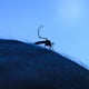 Maryland reports first human West Nile virus case of 2025 
