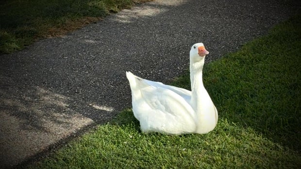 0825-cmo-beg-goose2-1.jpg 