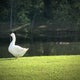 How a one-eyed goose turned a Louisiana neighborhood into a family 