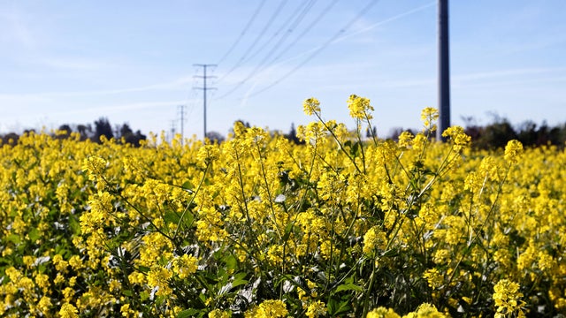 Rapeseed Flowers in the Bloom 