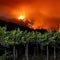 How the Pickett Fire could affect this year's wine harvest