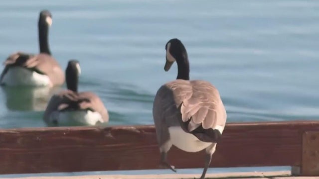 Geese seen in Foster City 