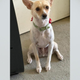 Dog helps locate missing owner in California, disappears before crews can secure him 