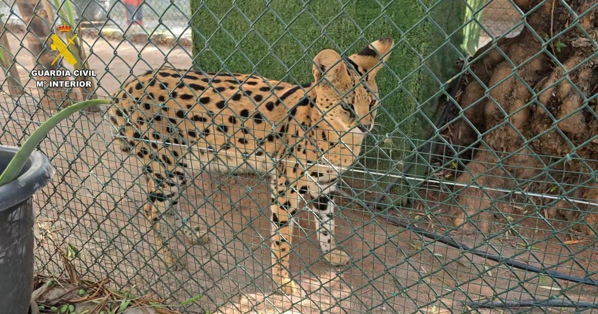 Web site leads police to unlawful pet retailer in Spain with over 150 unique animals, together with endangered species