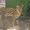 Police in Spain bust animal trafficking ring, including endangered species