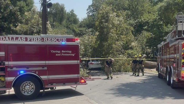 Dallas tree falls on SUB 