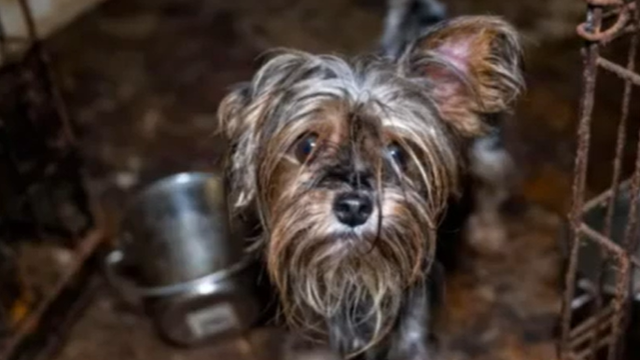 dogs.png 