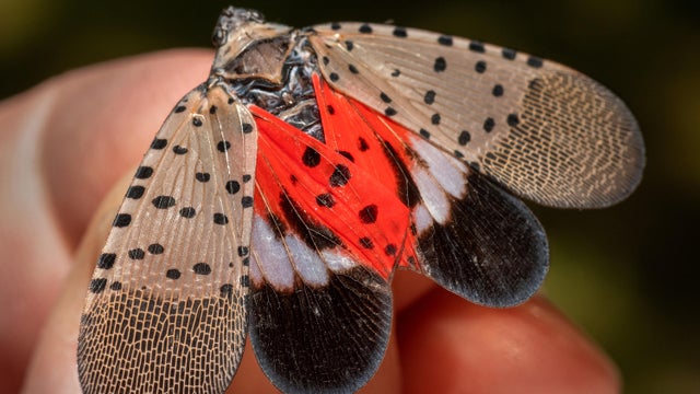 Spotted lanternfly on maple tree 