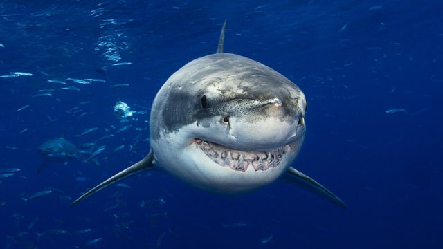 Great White Shark 