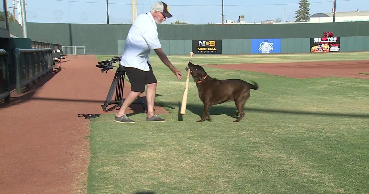 Meet the bat dog stealing the spotlight at Yuba Sutter High Wheelers games
