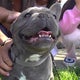 French bulldog returned to Long Island family after report on apparent theft 