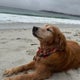 Dog's terminal cancer diagnosis dropped after UC Davis clinical trial 